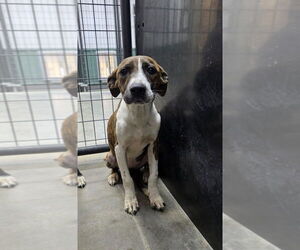 Bullboxer Pit Dogs for adoption in Osgood, IN, USA
