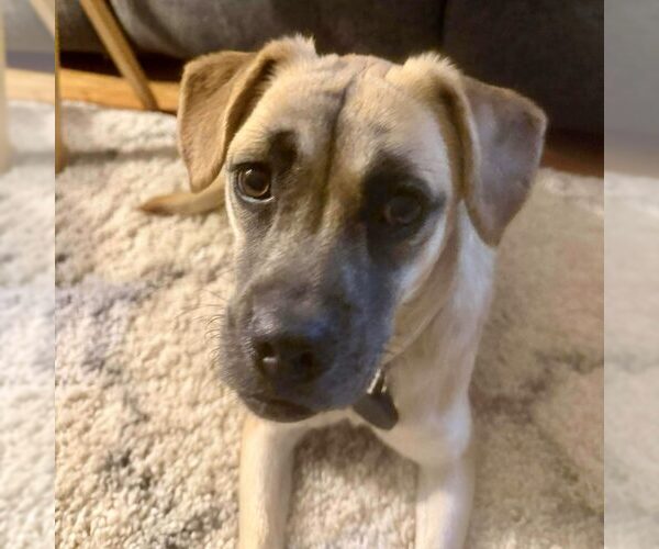 Medium Photo #1 Puggle Puppy For Sale in Spring Lake, NC, USA
