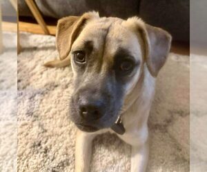 Puggle Dogs for adoption in Spring Lake, NC, USA