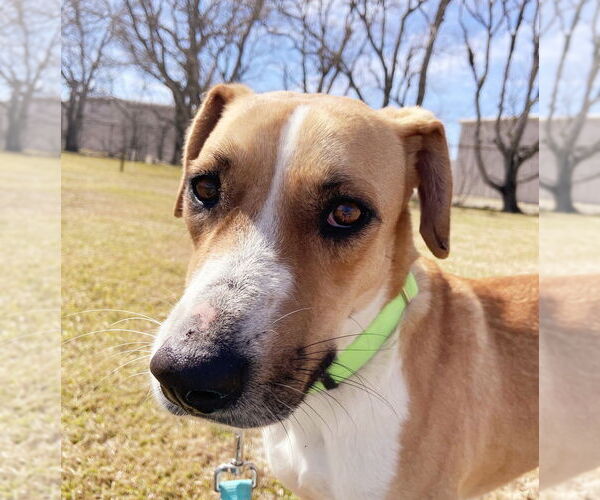 Medium Photo #10 Mutt Puppy For Sale in San Leon, TX, USA