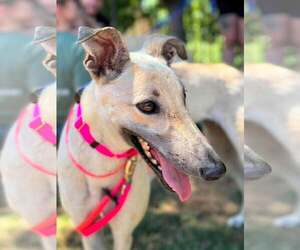 Whippet Dogs for adoption in Cherry Hill, NJ, USA
