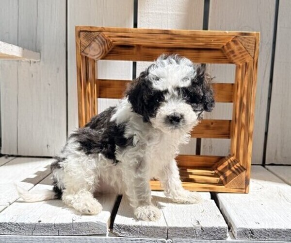 Medium Photo #1 Poodle (Miniature) Puppy For Sale in CURTISS, WI, USA