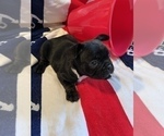 Small Photo #11 French Bulldog Puppy For Sale in AVON PARK, FL, USA