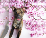 Small Photo #43 Dutch Shepherd -Plott Hound Mix Puppy For Sale in McKinney, TX, USA