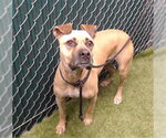 SUNDAY - Female Boxer Dog for Adoption - Small photo