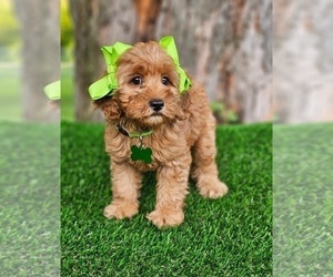 Goldendoodle (Miniature) Puppy for sale in INDIANAPOLIS, IN, USA