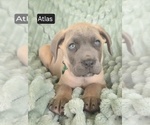 Small #1 Cane Corso