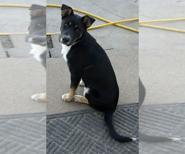 Medium Photo #1 Mutt Puppy For Sale in Fenton, MO, USA