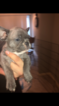 Puppy 3 American French Bull Terrier