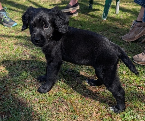 Medium Photo #11 Boykin Spaniel-Goldendoodle Mix Puppy For Sale in MORGANTON, NC, USA