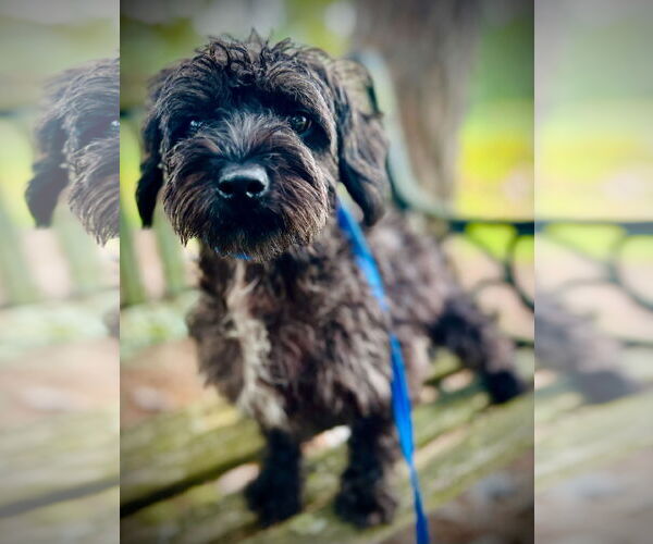 Medium Photo #3 Mutt Puppy For Sale in Pacolet, SC, USA