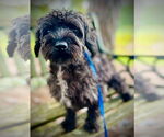 Small #2 Mutt