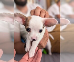 Chihuahua Puppy for sale in WILDWOOD, NJ, USA
