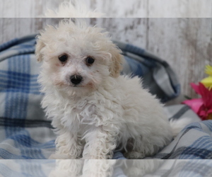 Havanese-Poodle (Toy) Mix Puppy for sale in SHILOH, OH, USA