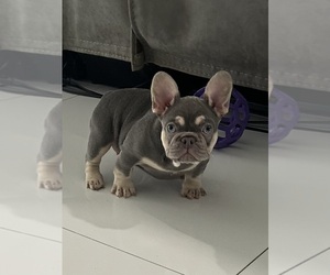 French Bulldog Puppy for Sale in CAPE CORAL, Florida USA