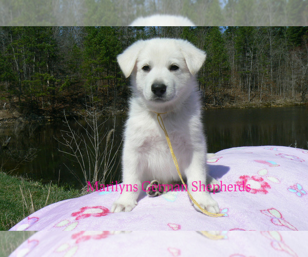 Medium Photo #6 German Shepherd Dog Puppy For Sale in PIEDMONT, MO, USA
