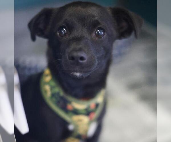 Medium Photo #1 Mutt Puppy For Sale in San Antonio, TX, USA