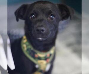 Mutt Dogs for adoption in San Antonio, TX, USA