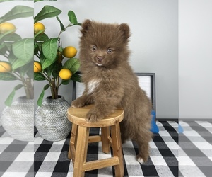 Pomeranian Puppy for sale in FRANKLIN, IN, USA