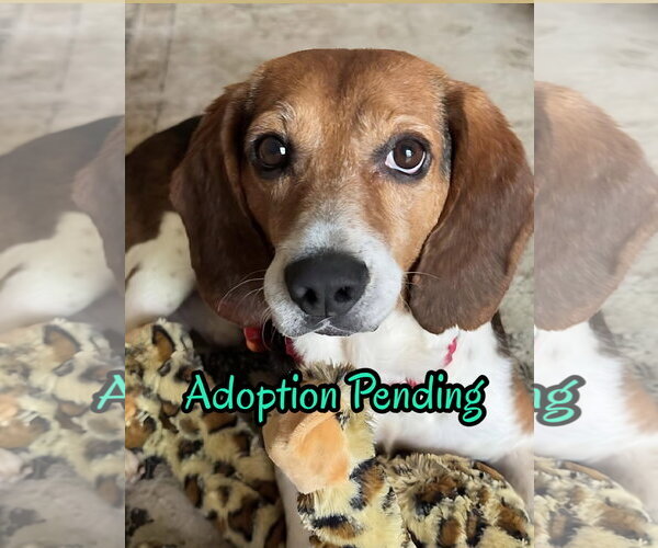 Medium Photo #2 Beagle Puppy For Sale in Dunnellon, FL, USA