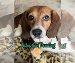 Small Photo #2 Beagle Puppy For Sale in Dunnellon, FL, USA
