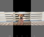 Small Photo #5 Shiba Inu Puppy For Sale in KANSAS CITY, MO, USA