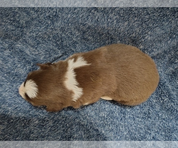 Medium Photo #13 Border Collie Puppy For Sale in NORBORNE, MO, USA