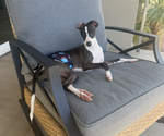 Small Italian Greyhound
