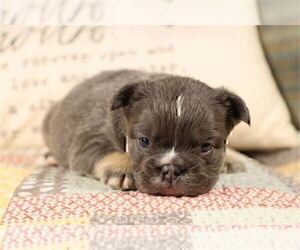 French Bulldog Puppy for sale in TAMPA, FL, USA