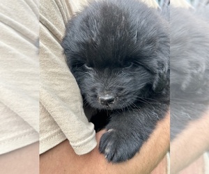 Newfoundland Puppy for sale in OLIVE HILL, KY, USA
