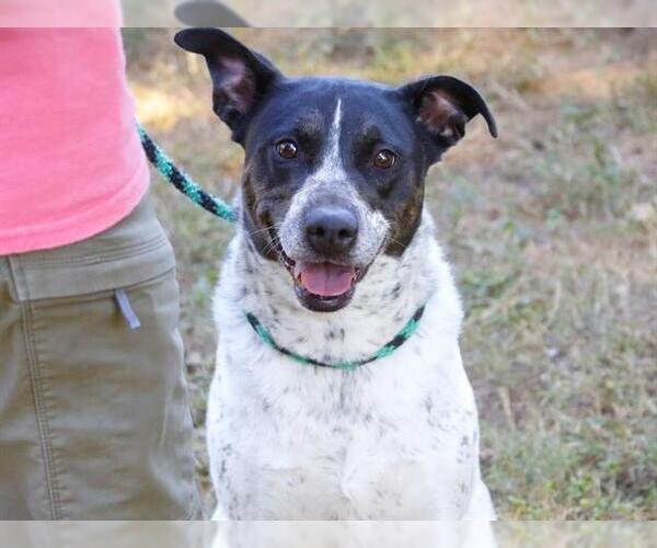 Medium Photo #1 Mutt Puppy For Sale in Tallahassee, FL, USA