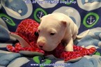 Small Photo #212 Dogo Argentino Puppy For Sale in JANE, MO, USA