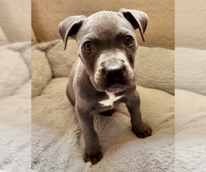 American Pit Bull Terrier-American Staffordshire Terrier Mix Dogs for adoption in Anchorage, AK, USA