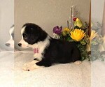 Small #7 Miniature Australian Shepherd