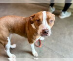 Small American Staffordshire Terrier