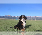 Puppy 9 Bernese Mountain Dog