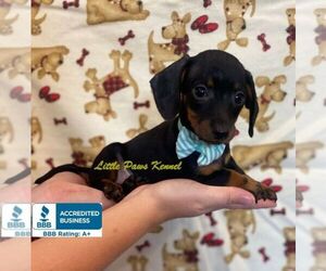 Dachshund Puppy for sale in WINNSBORO, LA, USA