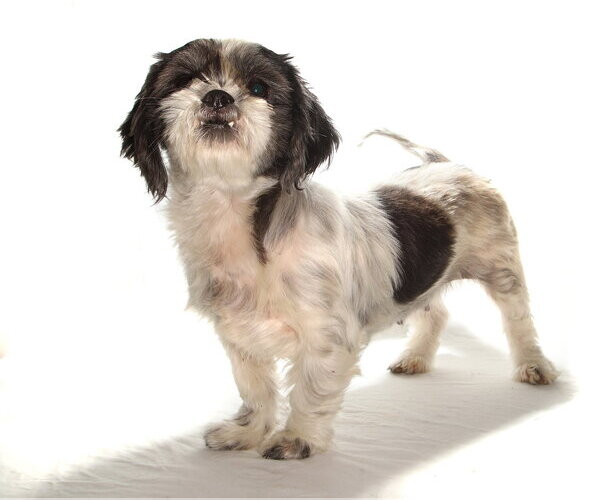Medium Photo #3 Shih Tzu Puppy For Sale in Oakland Park, FL, USA