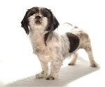 Small #2 Shih Tzu