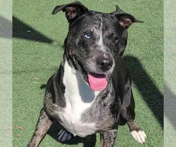 Medium Photo #7 Catahoula Leopard Dog-Labrador Retriever Mix Puppy For Sale in Rockwall, TX, USA