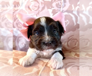 Havanese Puppy for sale in MUNGER, MI, USA