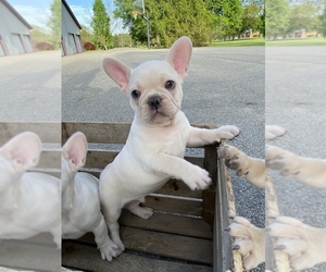 French Bulldog Puppy for sale in WEST UNION, OH, USA