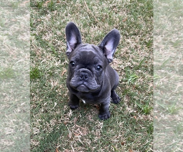 Medium Photo #3 French Bulldog Puppy For Sale in Wake Forest, NC, USA
