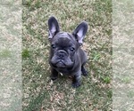 Small Photo #3 French Bulldog Puppy For Sale in Wake Forest, NC, USA