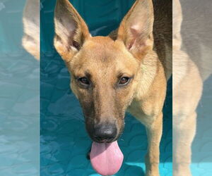 Ainsley - Female German Shepherd Dog-Unknown Mix Dog for Adoption - Photo #3