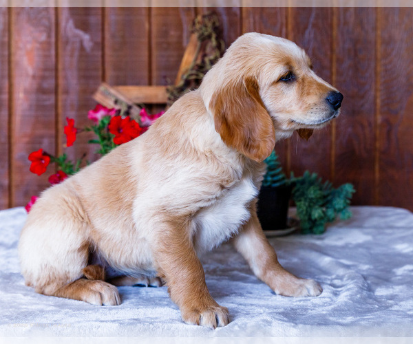 Medium Photo #18 Golden Retriever Puppy For Sale in WAKARUSA, IN, USA