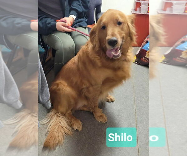 Medium Photo #3 Golden Retriever Puppy For Sale in Richmond, IN, USA