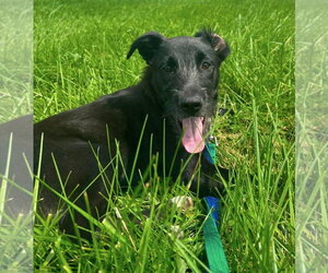 Bo Peep - Female Labrador Retriever-Unknown Mix Dog for Adoption - Photo #2