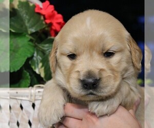 Golden Retriever Puppy for sale in JONES, MI, USA