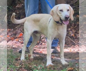 Mutt Dogs for adoption in Ellijay, GA, USA